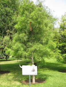 Botanischer Garten im
                          "Legendenpark" in Lima, Echte
                          Sumpfzypresse