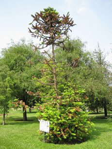 Botanischer Garten im
                          "Legendenpark" in Lima, Spiesstanne