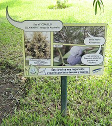Botanischer Garten im
                          "Legendenpark" in Lima, Tafel
                          Podocarpus Elatus