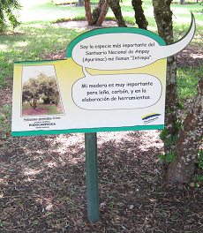 Botanischer Garten im
                          "Legendenpark" in Lima, Tafel
                          Podocarpus glomeratus