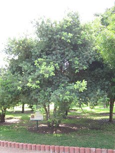 Botanischer Garten im
                          "Legendenpark" in Lima, Podocarpus
                          glomeratus
