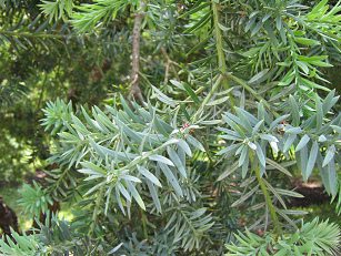 Botanischer Garten im
                          "Legendenpark" in Lima, Podocarpus
                          glomeratus, Nahaufnahme alter Nadeln