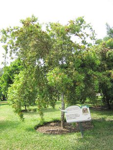 Botanischer Garten im
                          "Legendenpark" in Lima, Steineibe