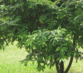 Botanischer Garten im
                          "Legendenpark" in Lima,
                          Pflaumen-Steineibe, Blattwerk
