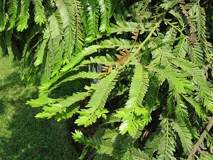 Botanischer Garten im
                          "Legendenpark" in Lima, der Baum
                          Nagleia rospigliosii, Nahaufnahme des
                          eigenartigen Blattwerks