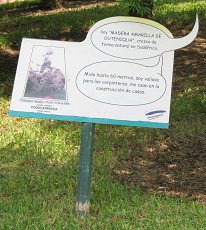 Botanischer Garten im
                          "Legendenpark" in Lima, Tafel
                          Afrogelbholz