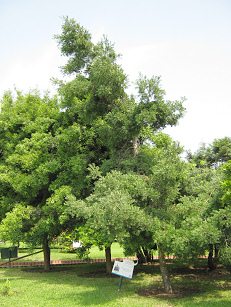 Botanischer Garten im
                          "Legendenpark" in Lima, der Baum
                          Afrogelbholz