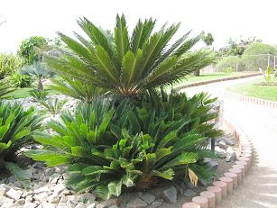 Botanischer Garten im
                          "Legendenpark" in Lima, Palmfarn
