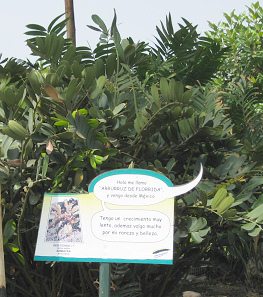 Botanischer Garten im
                          "Legendenpark" in Lima, der Baum
                          Dion Rzedowskii
