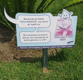 Botanischer Garten im
                          "Legendenpark" in Lima, Tafel
                          Lebombo brotpalmfarn