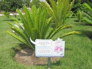 Botanischer Garten im
                          "Legendenpark" in Lima, der Lebombo
                          Brotpalmfarn
