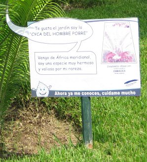 Botanischer Garten im
                          "Legendenpark" in Lima, die Tafel
                          des Haar-Brotpalmfarn