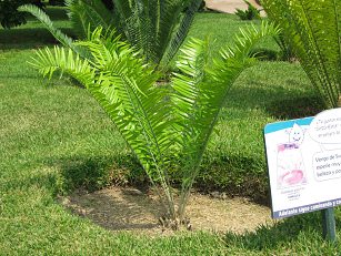 Botanischer Garten im
                          "Legendenpark" in Lima, Angenehmer
                          Palmfarn