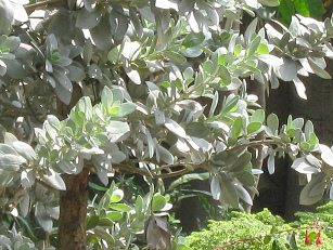 Zoo "Legendenpark" in Lima San
                          Miguel, Knopfmangrove, Nahaufnahme des
                          Blattwerks