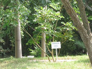 Zoo "Legendenpark" in Lima San
                          Miguel, der Goldbaum