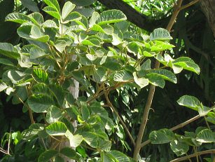 Zoo "Legendenpark" in Lima San
                          Miguel, der Goldbaum, Nahaufnahme des
                          Blattwerks