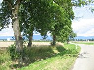 Nussbaum Nahaufnahme, Rinde und Laub