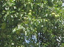 Nussbaum Nahaufnahme, Laub mit gr�nen,
                            noch unreifen N�ssen