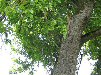 Nussbaum, Laub und noch unreife, gr�ne
                        N�sse