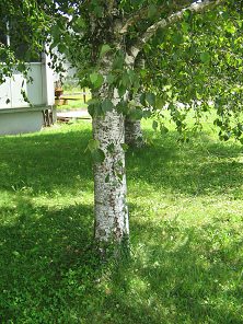 Route des Grands Longs Champs,
                          Birkenrinde