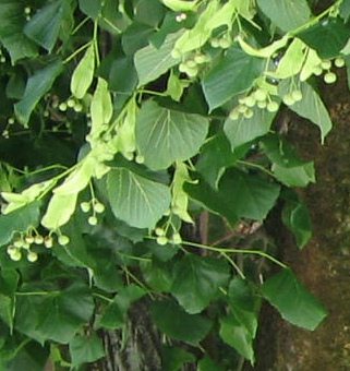Route du Grand Chemin, Lindenlaub mit
                          gr�nen, noch unreifen Samen