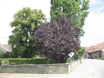 Route du Grand Chemin, Kunstkirsche mit
                          weinroten Bl�ttern, dahinter eine grosse
                          Linde