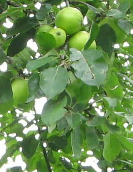 Apfelbaum, Laub mit gr�nen, noch unreifen
                        �pfeln
