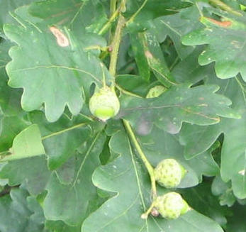 Eichenlaub mit gr�nen, noch unreifen
                        Eicheln, Nahaufnahme