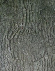Eichenrinde der alten Eiche, Nahaufnahme