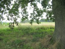 Eichenlaub unter der alten Eiche