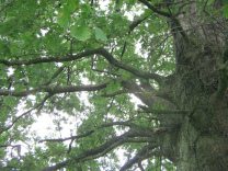 Blick hoch in die alte Eiche, dem Stamm
                          entlang