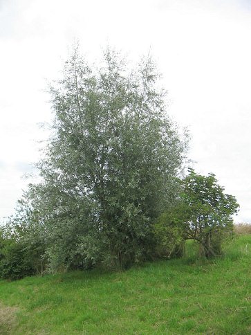 Silberweide, Gestalt