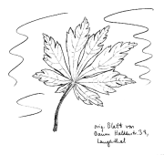 Japanischer Ahorn 01