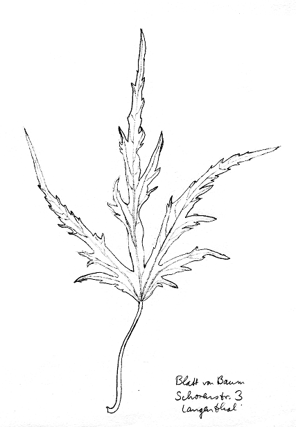 Ahorn: Japanischer Ahorn 02 (?)