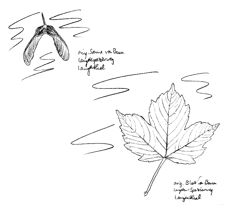 Ahorn:
                  Purpur-Bergahorn, Blatt und Same