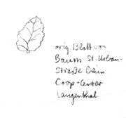 Antarktische Scheinbuche