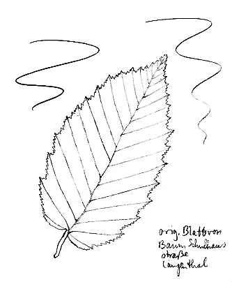 Buche: Hopfenbuche, Blatt