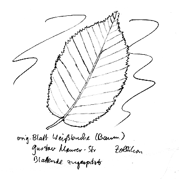 Buche: Weissbuche (Hainbuche, Hagebuche, Hornbaum),
                Blatt
