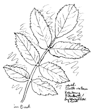 Eberesche (Vogelbeerbaum), gefiedertes Blatt