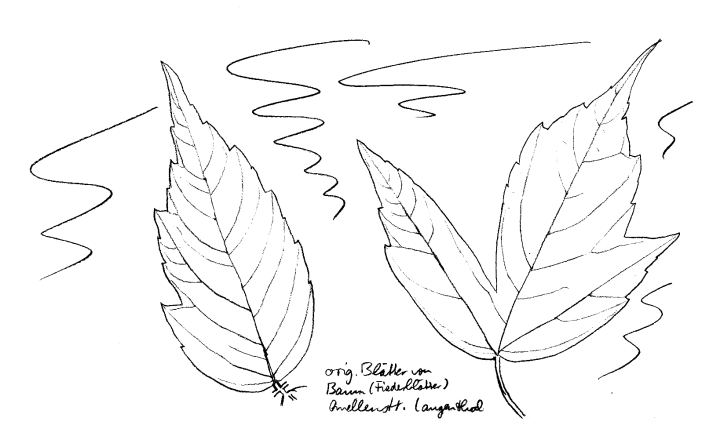 Eschenahorn, Fiederbl�tter