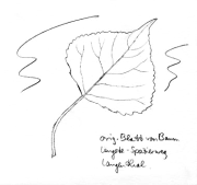Kanadische Pappel, Blatt