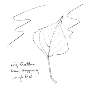 Pyramidenpappel (Italienische Pappel,
                              Spitzpappel), Blatt