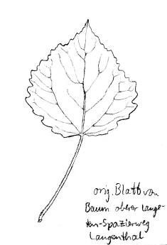 Pappel: Zitterpappel / Espe, Blatt