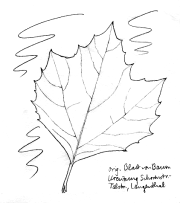 Ahornbl�ttrige Platane