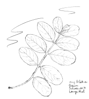 Robinie (Scheinakazie), gefiedertes
                              Blatt