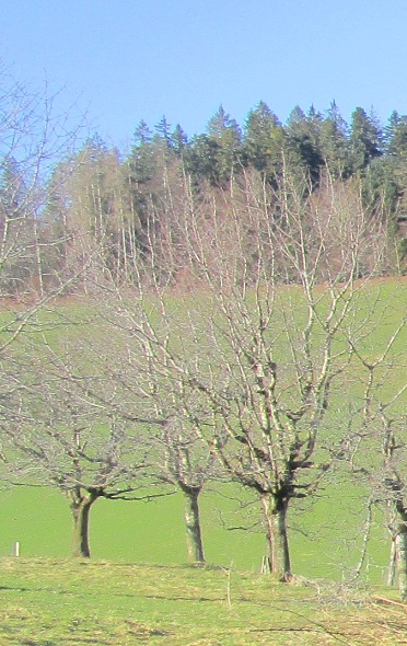 Kirschbaum ist verwildert+lange nicht
                          geschnitten, hat viel zu viele dicke �ste mit
                          Gestr�pp und tr�gt nur kleine Kirschen