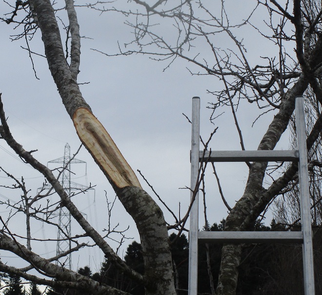 Die Bruchstelle am Kirchbaum ist
                        nun stromlinienf�rmig ausgebessert, damit der
                        andere Teil der Gabel weiterwachsen kann und die
                        Wunde verheilt