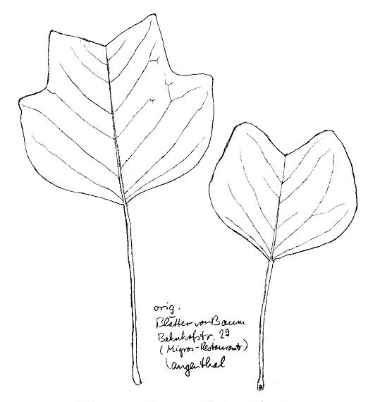 Tulpenbaum, Bl�tter