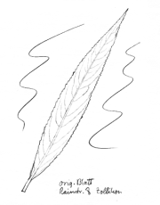 Baum: Silberweide, Blatt