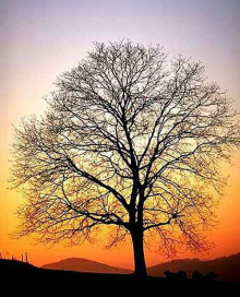 Nussbaum
                      ohne Bl�tter, eine runde Gestalt, so rund wie eine
                      Nuss